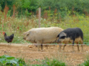 Eine Wollschwein-Zucht in der Nähe